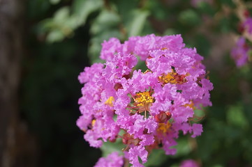 Flowers in the garden of  Medici Villa in Poggio a Caiano, Tuscany, Italy