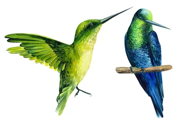 Fotobehang Kolibrie set van vogels op een afgelegen witte achtergrond, aquarel illustratie, handtekening, schattige kolibrie, prachtige exotische tropische vogels