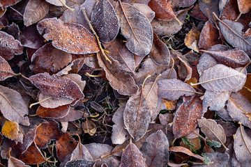 Background of autumn leaves in the frost to october or november