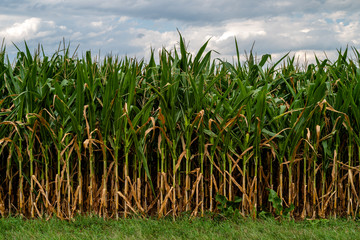 view of the corn field