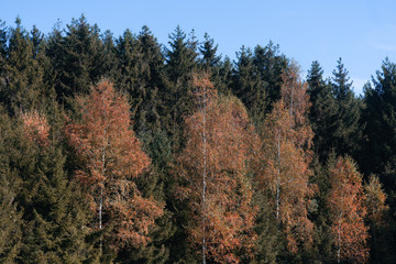 Herbstlich gefärbter Wald