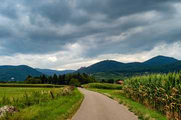 Fototapeta premium view of the corn field