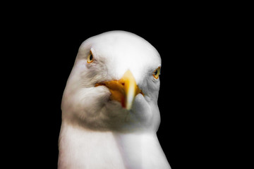 Herring gull portrait