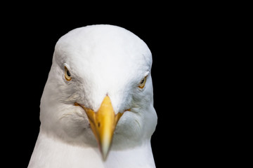 Herring gull - Mr Guts