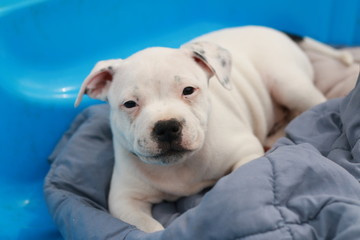 cute young 6 week old Staffordshire terrior pups playing in their family backyard, having fun with their siblings