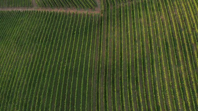 Drone view of vineyards in Friuli, Italy