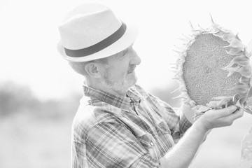 Black and white photo of Senior farmer looking at sunflower growing in field