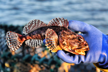 Scorpion fish taken in a lobster creel being held in a glove before being returned to the ocean