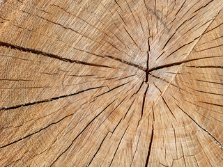 Fototapeta premium kawałek konopi drzewnych. Drewno tekstura tło. stary malowniczy pień. Tło z miejsca na kopię
