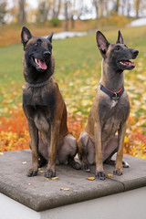 Two young Belgian Shepherd Malinois dogs (male and female) with collars sitting together in a park in autumn