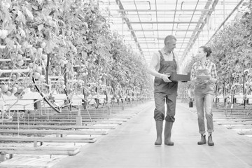 Black and white photo of senior farmer carrying tomatoes in crate while talking to supervisor in greenhouse