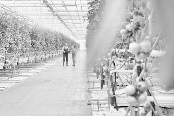 Black and white photo of senior farmer carrying tomatoes in crate while talking to supervisor in greenhouse