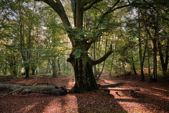 Eine gro&szlig;e majest&auml;tische Buche im herbstlichen Wald im Gegenlicht, eine Bank daneben