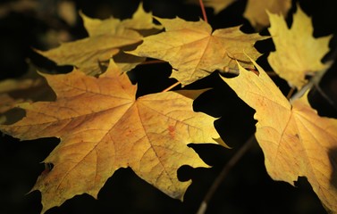 Fototapeta na wymiar Nice golden leaves of maple tree from autumn season