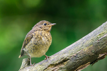 Young Robin perching on a branch
