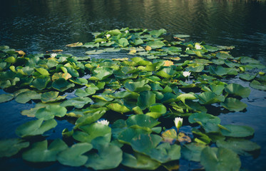 Obraz na płótnie Canvas water lily in the pond