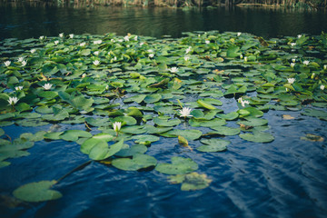 water lily in the pond