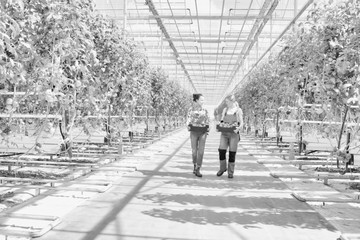 Fototapeta na wymiar Black and white photo of young female farmers carrying newly harvest tomatoes in crate at greenhouse