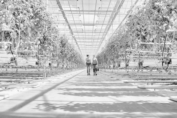 Black and white photo of young female farmers carrying newly harvest tomatoes in crate at greenhouse