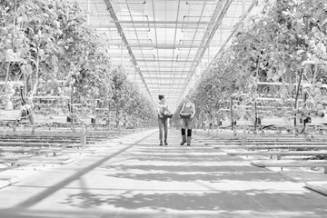 Black and white photo of young female farmers carrying newly harvest tomatoes in crate at greenhouse