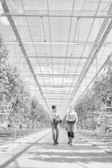 Black and white photo of young female farmers carrying newly harvest tomatoes in crate at greenhouse