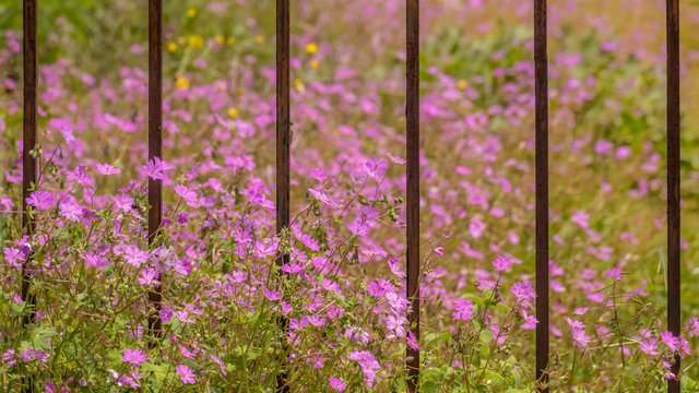 Pink flowers in green grass with rusted iron fencing in Mikro Papingo, Greece