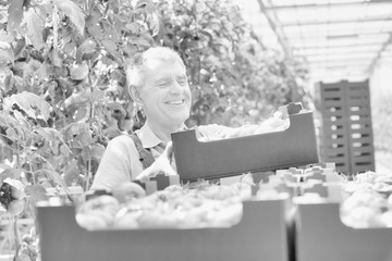 Black and white photo of senior farmer arranging tomatoes in crate at greenhouse