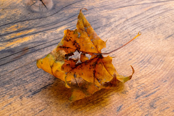 Naklejka na ściany i meble Autumn leaf on a wooden bench