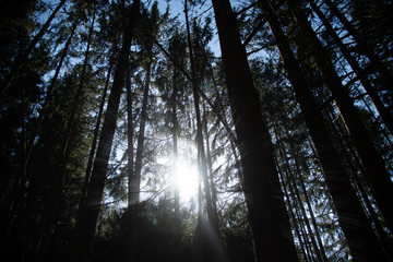 Sonne scheint auf eine Waldlichtung