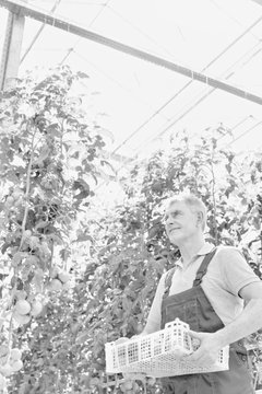 Black and white photo of senior farmer carrying tomatoes in crate