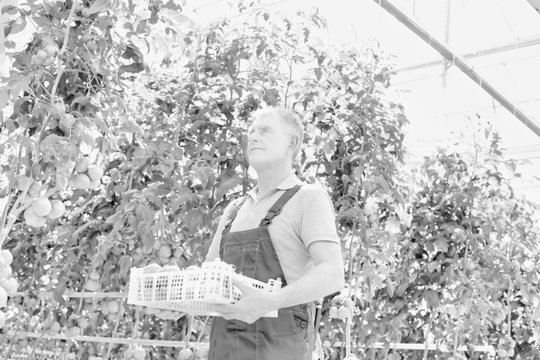 Black and white photo of senior farmer carrying tomatoes in crate