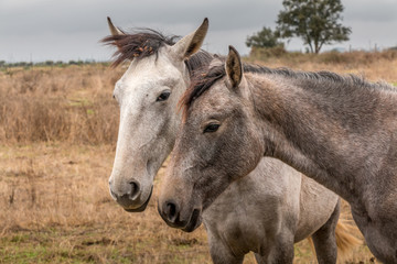 Fototapeta na wymiar Lusitan Horse herd in the wild - mare and calf - Portugal - Golega