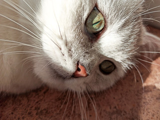 cat in the sun. Close-up cat portrait. white cat of the British breed.