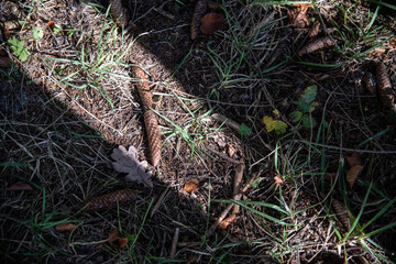 Nadelbaumzapfen auf dem Waldboden