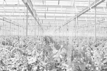 Fototapeta premium Black and white photo of tomatoes growing in greenhouse