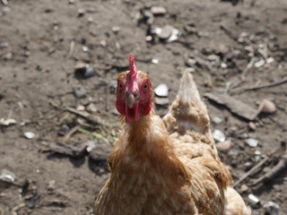 Huhn, Hahn, gockel, rot, kamm, boden