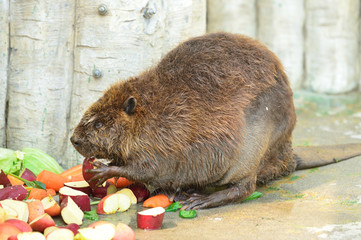 リンゴを食べるビーバー