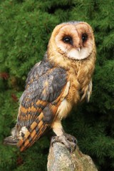 Barn owl (Tyto alba) sitting on the stone in front of the green tree. Young Barn owl with green background.
