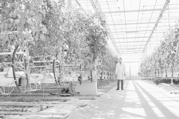 Black  and white photo of male crop scientist walking in greenhouse