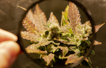 fresh harvest cannabis bud in details. Powerful trichomes of marijuana flowers.
