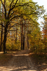 Fototapeta premium scenic autumnal forest with wooden trunks and path in sunlight