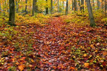 Path in maple forest near Killarney Lake. October...