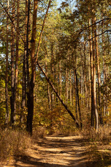 scenic autumnal forest with wooden trunks and path in sunlight