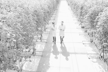 Black and white photo crop scientist examining tomatoes growing in greenhouse