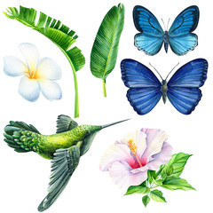 set of flowers hibiscus, plumeria, tropical butterfly and hummingbirds on an isolated white background, watercolor painting, jungle hand drawing