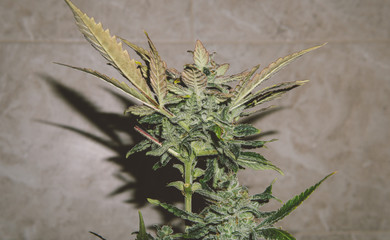 fresh harvest cannabis bud in details. Powerful trichomes of marijuana flowers.