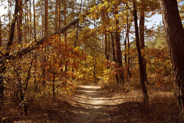 trees with yellow and green leaves in autumnal park at day