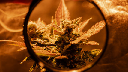 fresh harvest cannabis bud in details. Powerful trichomes of marijuana flowers.