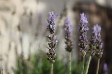 Fototapeta premium fleur