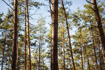 Fototapeta premium scenic autumnal forest with wooden tree trunks in sunlight